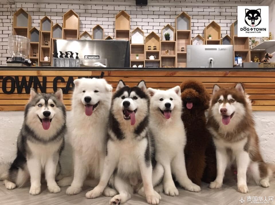 6Dog-In-Town-Cafe.jpg